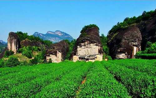 武夷岩茶之坑涧窠洞岩峰的山场特点